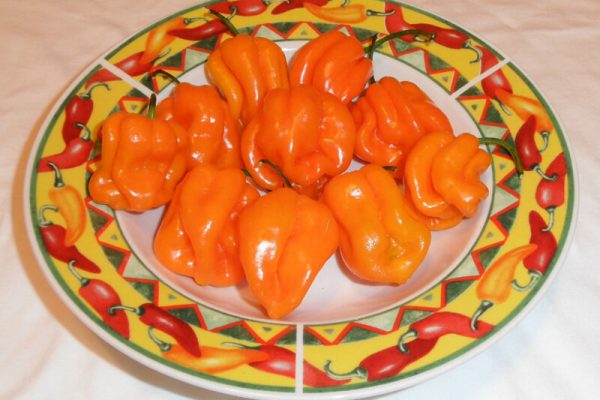 Roatan Pumpkin Habanero 8
