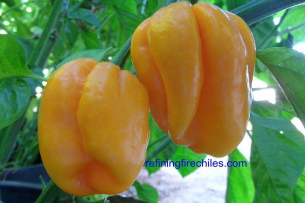 Roatan Pumpkin Habanero 9