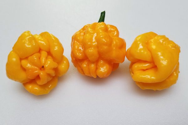 Scotch Bonnet TFM