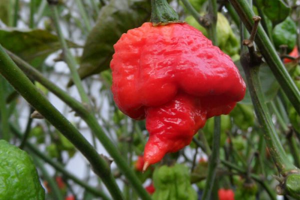 Trinidad 7 Pot 19