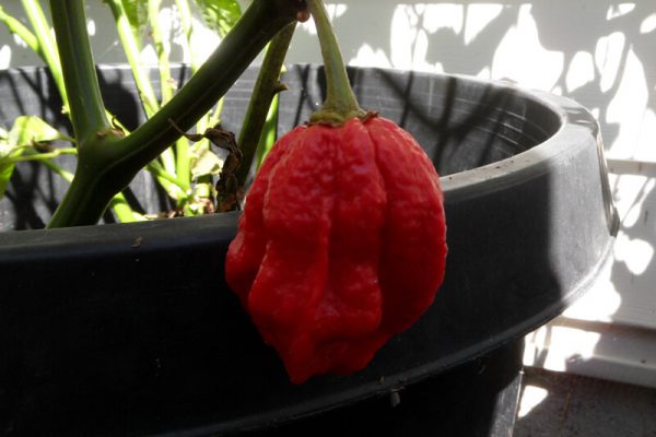 Trinidad 7 Pot 7