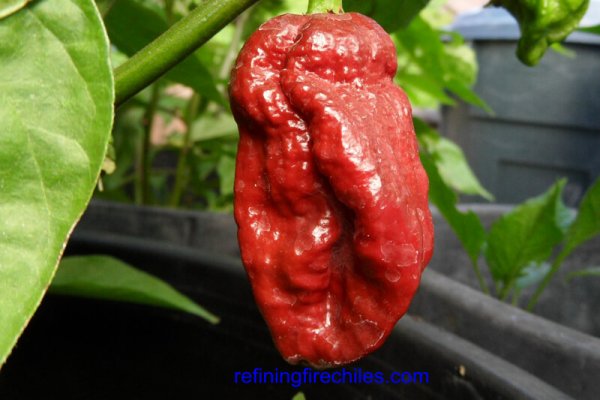 Trinidad 7 Pot Douglah 11