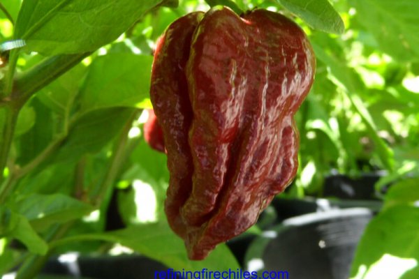 Trinidad 7 Pot Douglah 12