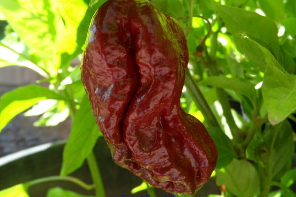 Trinidad 7 Pot Douglah 13