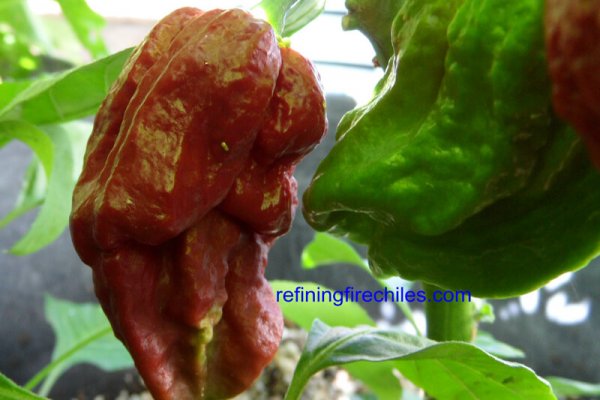 Trinidad 7 Pot Douglah 15