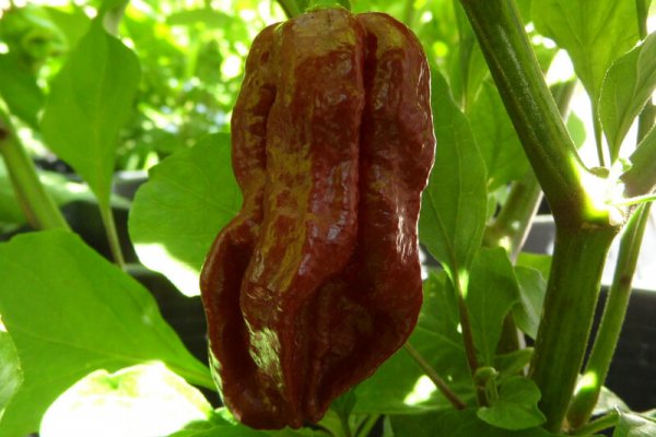 Trinidad 7 Pot Douglah 16