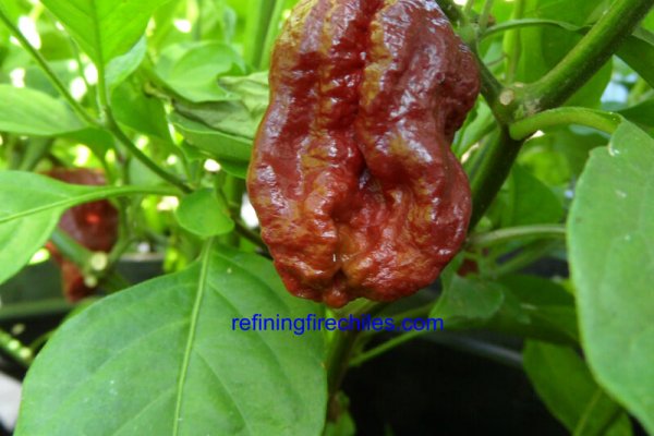 Trinidad 7 Pot Douglah 17