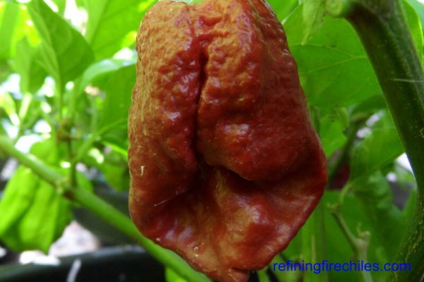 Trinidad 7 Pot Douglah 18