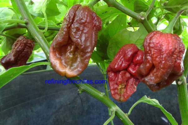 Trinidad 7 Pot Douglah 19