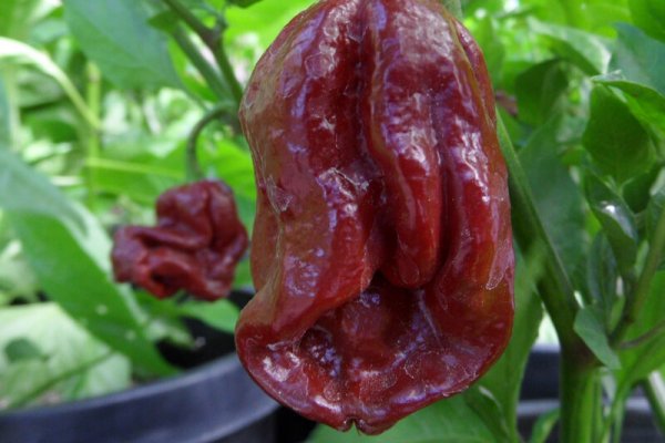 Trinidad 7 Pot Douglah 2
