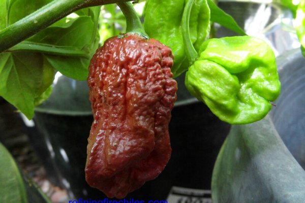 Trinidad 7 Pot Douglah 20