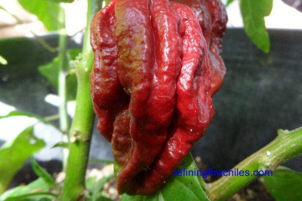 Trinidad 7 Pot Douglah 21