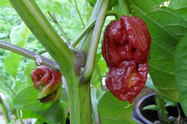 Trinidad 7 Pot Douglah 22