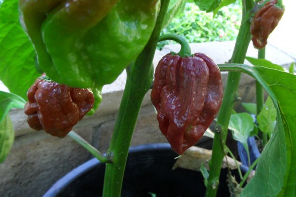 Trinidad 7 Pot Douglah 23