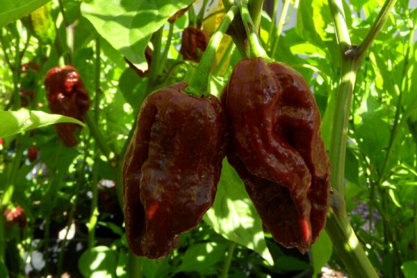 Trinidad 7 Pot Douglah 24