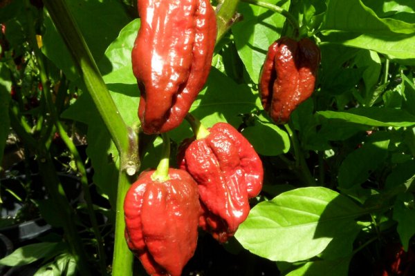 Trinidad 7 Pot Douglah 25