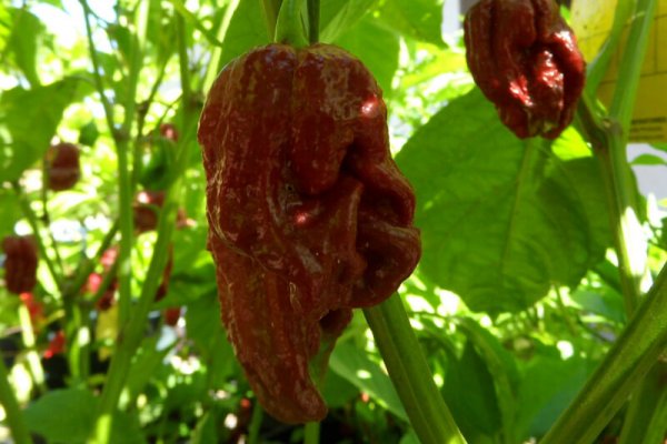 Trinidad 7 Pot Douglah 26