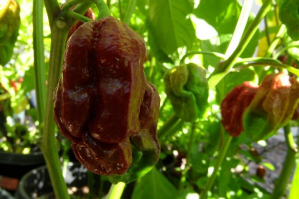 Trinidad 7 Pot Douglah 27