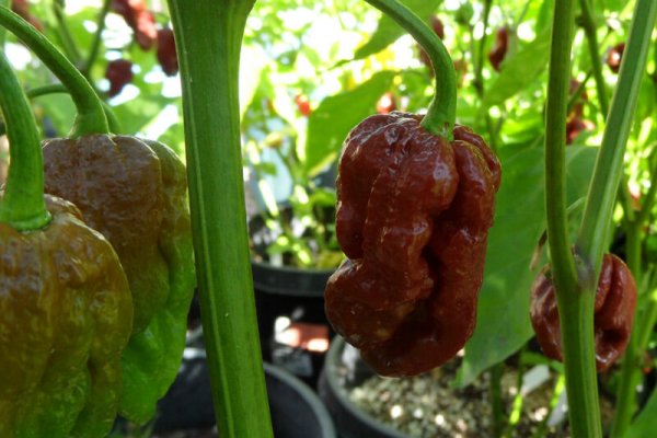 Trinidad 7 Pot Douglah 28