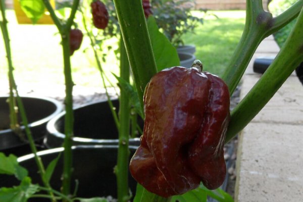Trinidad 7 Pot Douglah 29