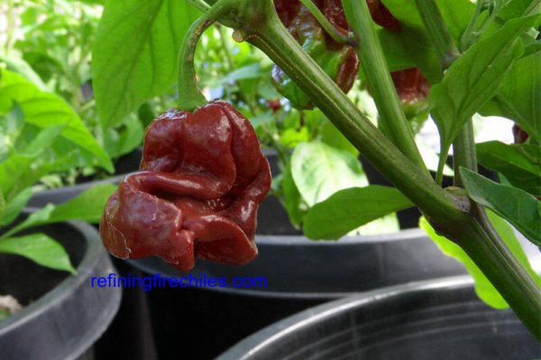 Trinidad 7 Pot Douglah 3