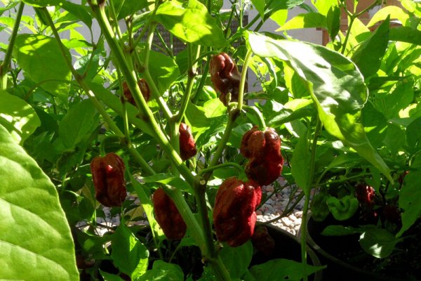 Trinidad 7 Pot Douglah 30