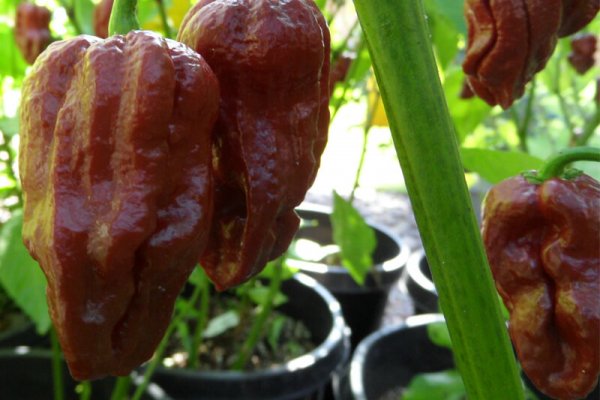 Trinidad 7 Pot Douglah 31