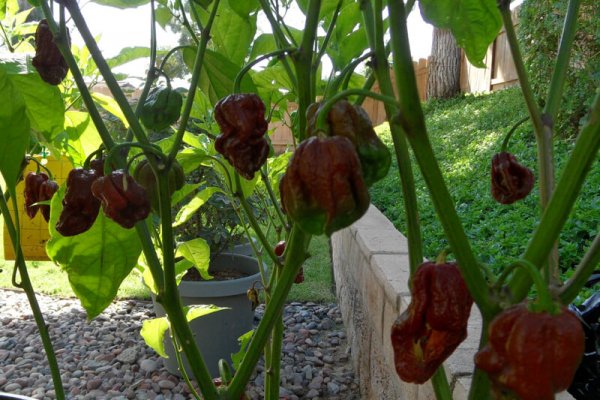 Trinidad 7 Pot Douglah 32