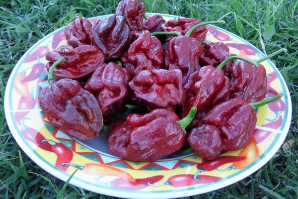 Trinidad 7 Pot Douglah 33