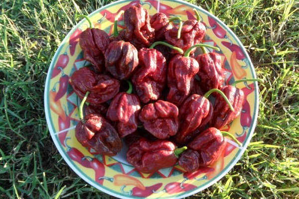 Trinidad 7 Pot Douglah 34