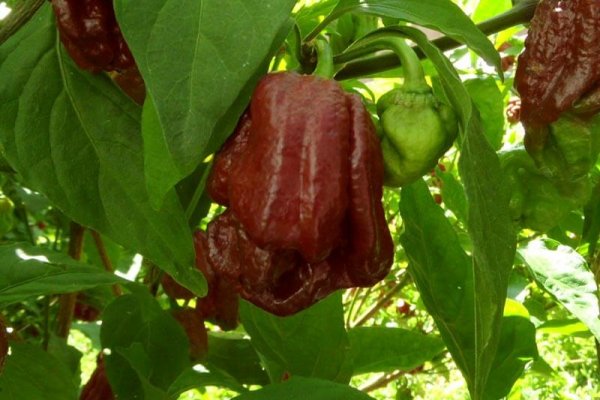 Trinidad 7 Pot Douglah 35