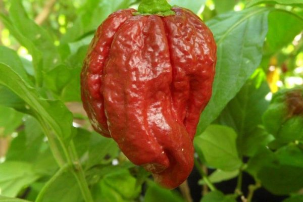 Trinidad 7 Pot Douglah 36