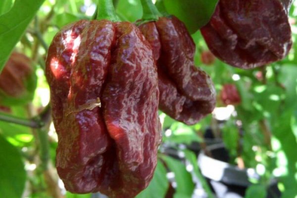 Trinidad 7 Pot Douglah 37