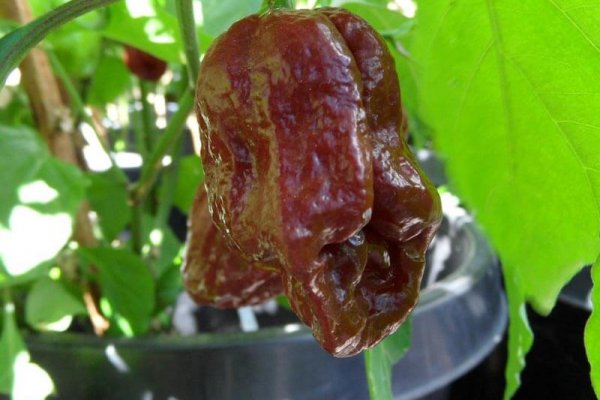 Trinidad 7 Pot Douglah 38