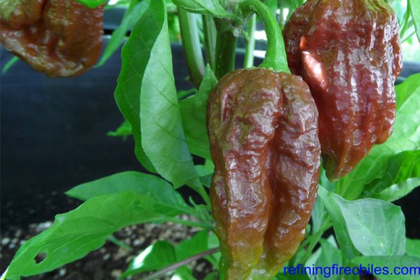 Trinidad 7 Pot Douglah 4