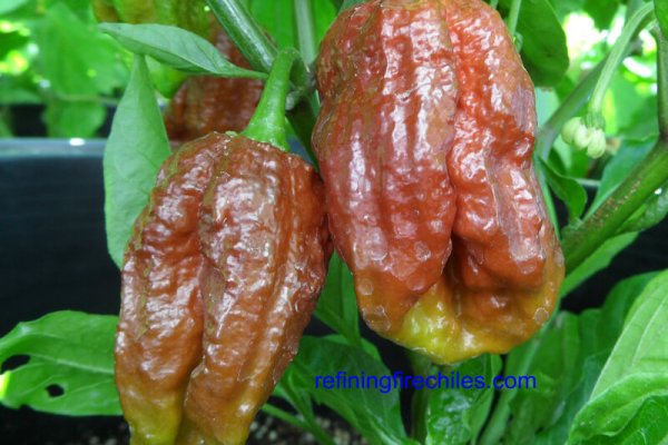Trinidad 7 Pot Douglah 5