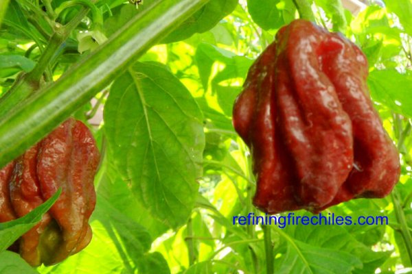 Trinidad 7 Pot Douglah 6