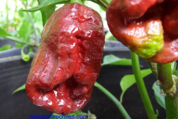 Trinidad 7 Pot Douglah 7