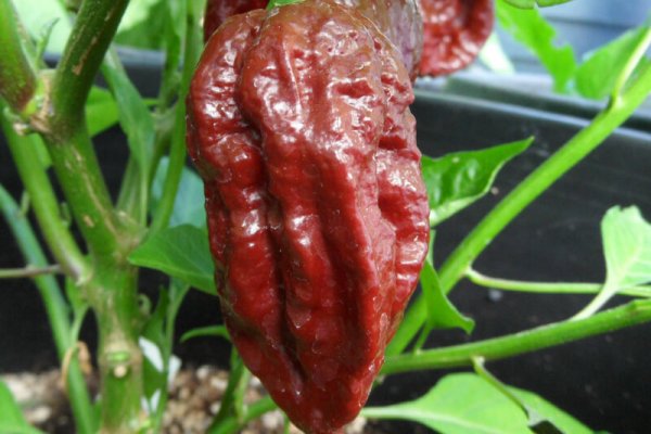 Trinidad 7 Pot Douglah 8