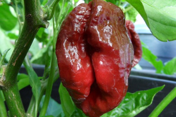 Trinidad 7 Pot Douglah 9