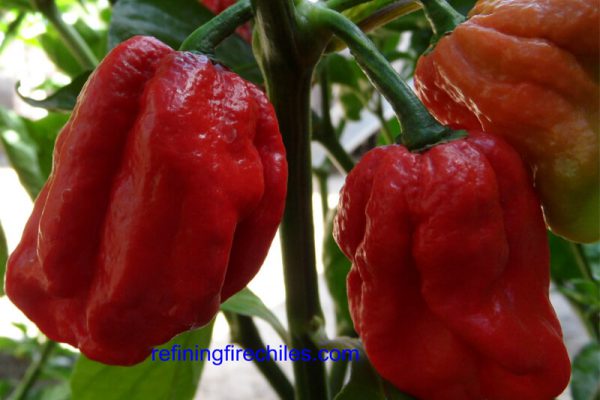 Trinidad 7 Pot Jonah 40