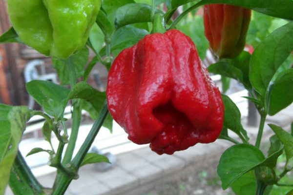 Trinidad 7 Pot Jonah 7