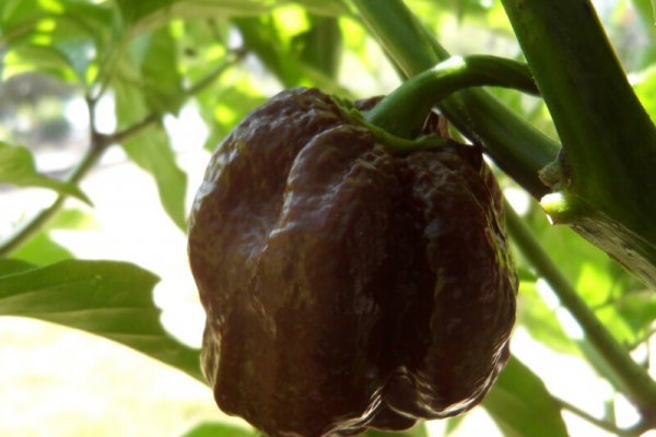 Trinidad Chocolate Scorpion 20