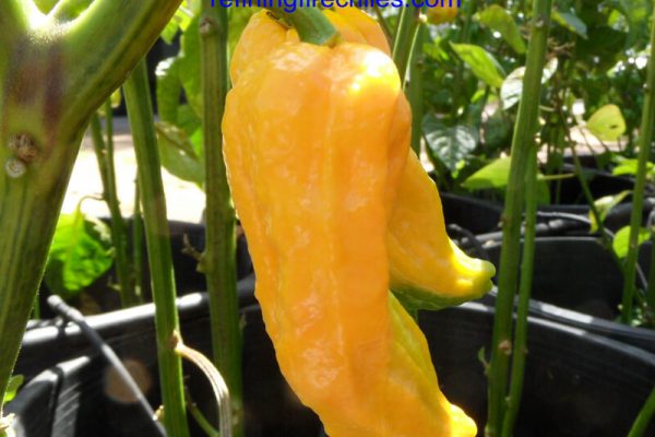 Yellow Bhut Jolokia 1