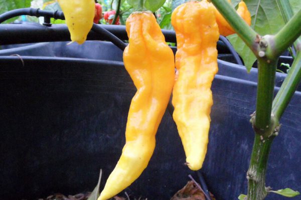 Yellow Bhut Jolokia 10