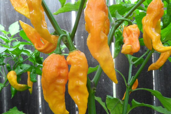 Yellow Bhut Jolokia 11