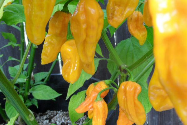 Yellow Bhut Jolokia 12