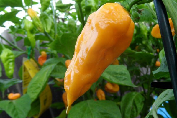 Yellow Bhut Jolokia 13
