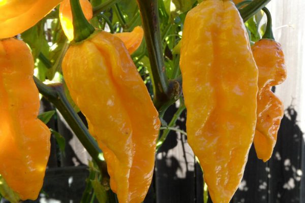 Yellow Bhut Jolokia 14