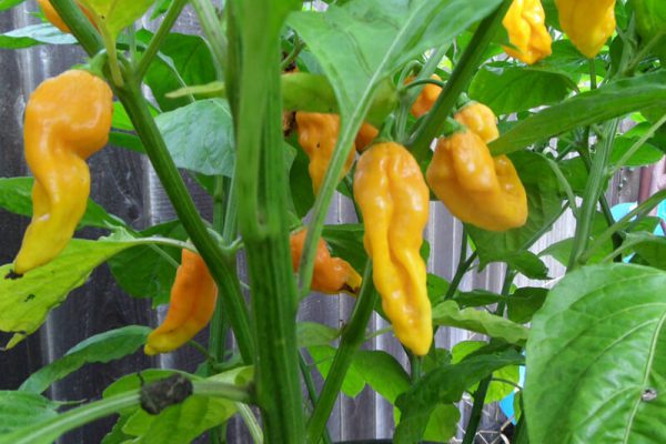 Yellow Bhut Jolokia 15